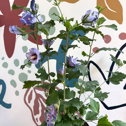 Hibiscus syriacus ‘Marina’ - Rose of Sharon - Sprouts of Bristol
