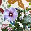 Hibiscus syriacus ‘Marina’ - Rose of Sharon - Sprouts of Bristol