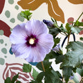 Hibiscus syriacus ‘Marina’ - Rose of Sharon - Sprouts of Bristol