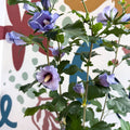 Hibiscus syriacus ‘Marina’ - Rose of Sharon - Sprouts of Bristol
