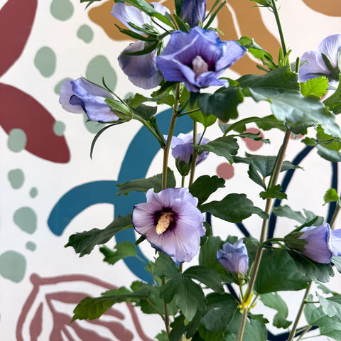 Hibiscus syriacus ‘Marina’ - Rose of Sharon - Sprouts of Bristol