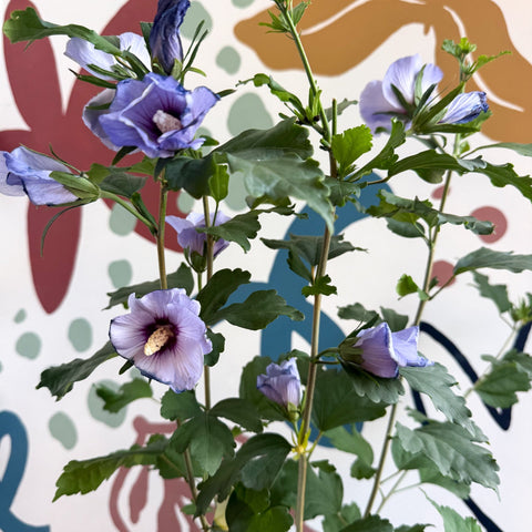 Hibiscus syriacus ‘Marina’ - Rose of Sharon - Sprouts of Bristol