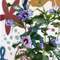 Hibiscus syriacus ‘Marina’ - Rose of Sharon - Sprouts of Bristol