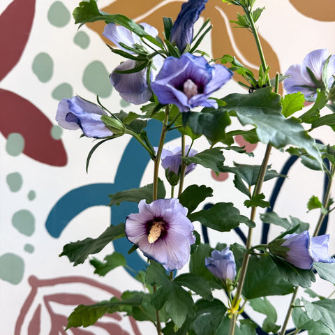 Hibiscus syriacus ‘Marina’ - Rose of Sharon - Sprouts of Bristol