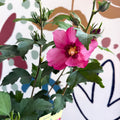 Hibiscus syriacus 'Woodbridge' - Rose of Sharon - Sprouts of Bristol