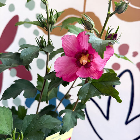 Hibiscus syriacus 'Woodbridge' - Rose of Sharon - Sprouts of Bristol