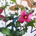 Hibiscus syriacus 'Woodbridge' - Rose of Sharon - Sprouts of Bristol