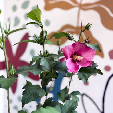 Hibiscus syriacus 'Woodbridge' - Rose of Sharon - Sprouts of Bristol