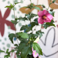 Hibiscus syriacus 'Woodbridge' - Rose of Sharon - Sprouts of Bristol