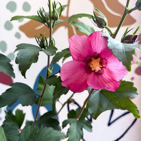Hibiscus syriacus 'Woodbridge' - Rose of Sharon - Sprouts of Bristol