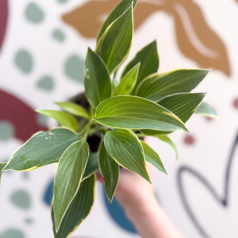 Hosta 'First Frost' - Plantain Lily - Sprouts of Bristol