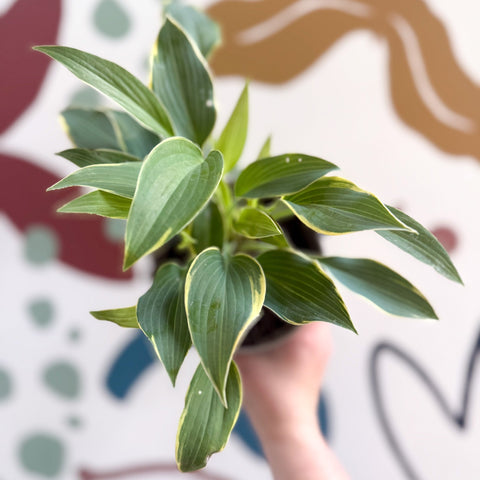 Hosta 'First Frost' - Plantain Lily - Sprouts of Bristol