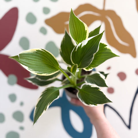 Hosta 'Patriot' - Plantain Lily - Sprouts of Bristol