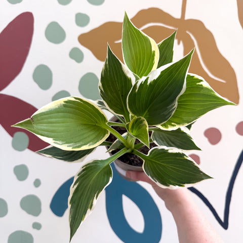 Hosta 'Patriot' - Plantain Lily - Sprouts of Bristol