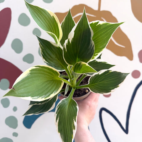 Hosta 'Patriot' - Plantain Lily - Sprouts of Bristol