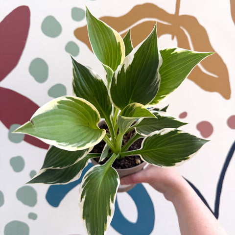 Hosta 'Patriot' - Plantain Lily - Sprouts of Bristol