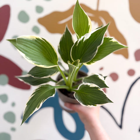 Hosta 'Patriot' - Plantain Lily - Sprouts of Bristol