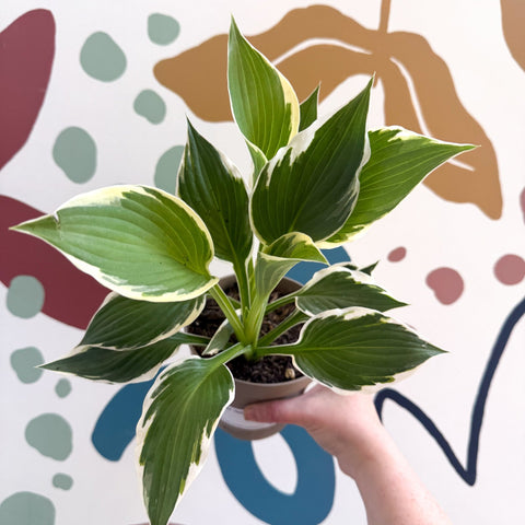 Hosta 'Patriot' - Plantain Lily - Sprouts of Bristol