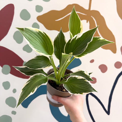 Hosta 'Patriot' - Plantain Lily - Sprouts of Bristol
