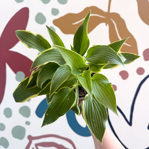 Hosta - Plantain Lily [Random Variety] - Sprouts of Bristol