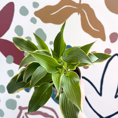 Hosta - Plantain Lily [Random Variety] - Sprouts of Bristol