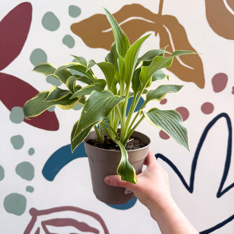 Hosta - Plantain Lily [Random Variety] - Sprouts of Bristol