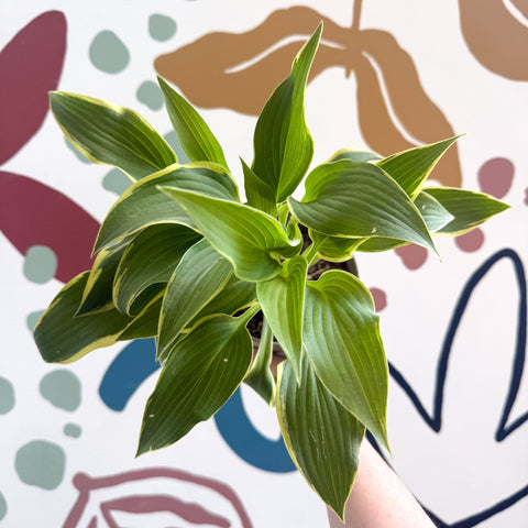 Hosta - Plantain Lily [Random Variety] - Sprouts of Bristol