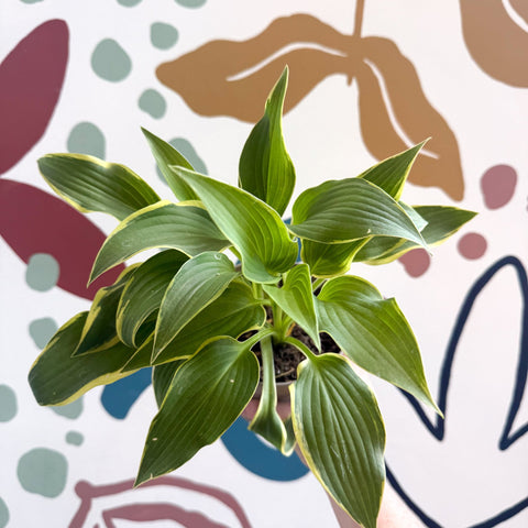 Hosta - Plantain Lily [Random Variety] - Sprouts of Bristol