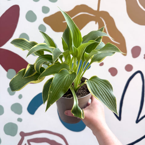 Hosta - Plantain Lily [Random Variety] - Sprouts of Bristol