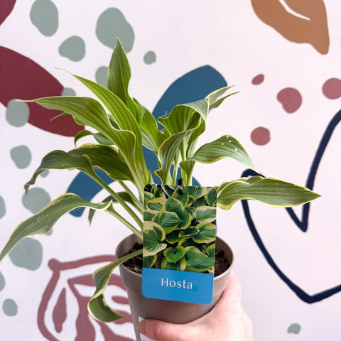 Hosta - Plantain Lily [Random Variety] - Sprouts of Bristol