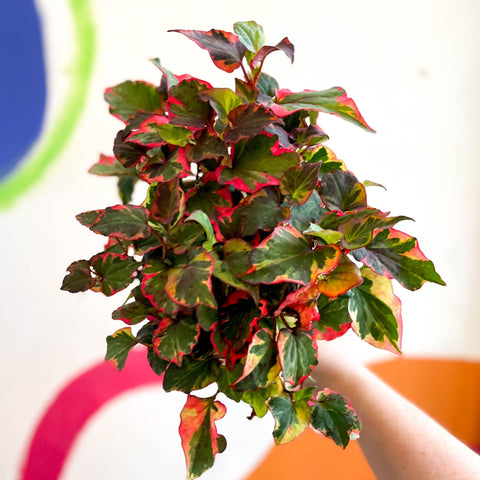 Houttuynia cordata 'Chameleon' - Sprouts of Bristol