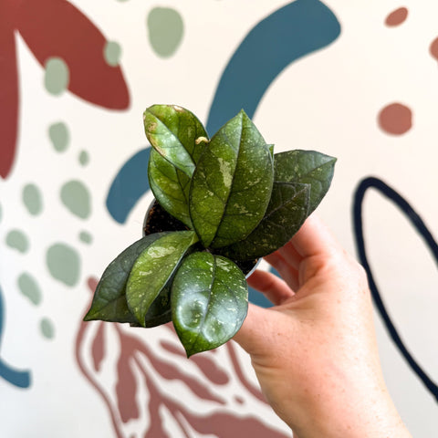 Hoya callistophylla ‘Sabah’ [ID: IML 1762] - Sprouts of Bristol