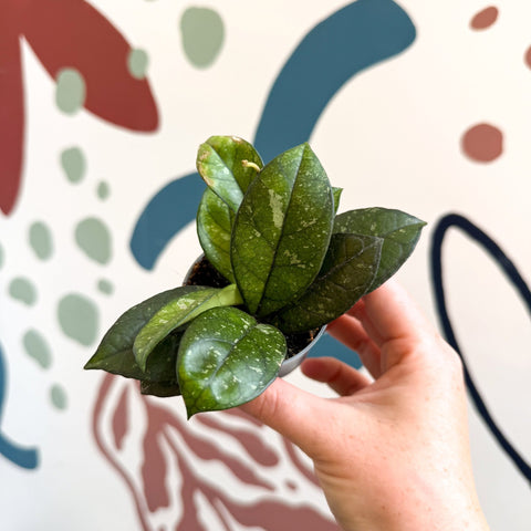 Hoya callistophylla ‘Sabah’ [ID: IML 1762] - Sprouts of Bristol