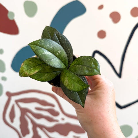 Hoya callistophylla ‘Sabah’ [ID: IML 1762] - Sprouts of Bristol