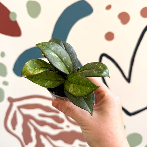 Hoya callistophylla ‘Sabah’ [ID: IML 1762] - Sprouts of Bristol