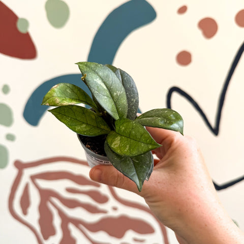 Hoya callistophylla ‘Sabah’ [ID: IML 1762] - Sprouts of Bristol