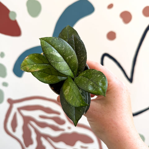 Hoya callistophylla ‘Sabah’ [ID: IML 1762] - Sprouts of Bristol