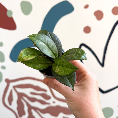 Hoya callistophylla ‘Sabah’ [ID: IML 1762] - Sprouts of Bristol