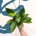 Hoya callistophylla 'Tim' - Sprouts of Bristol