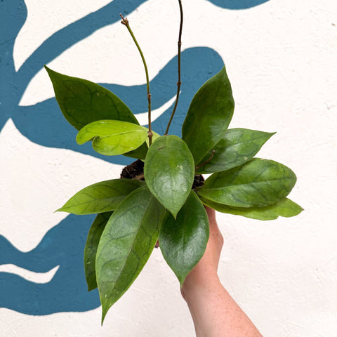 Hoya callistophylla 'Tim' - Sprouts of Bristol