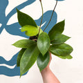 Hoya callistophylla 'Tim' - Sprouts of Bristol