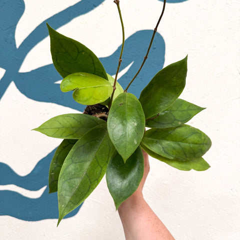 Hoya callistophylla 'Tim' - Sprouts of Bristol
