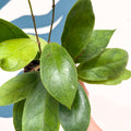 Hoya callistophylla 'Tim' - Sprouts of Bristol