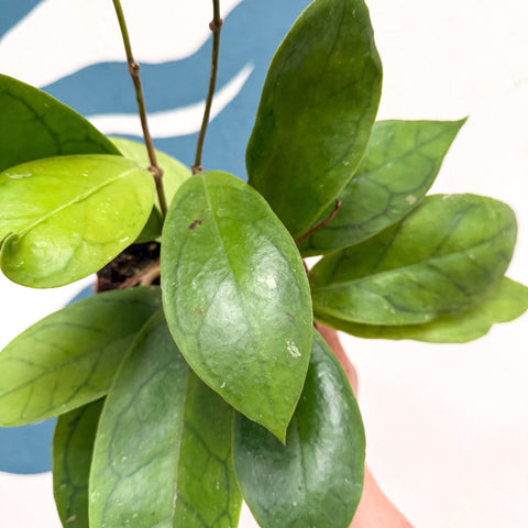 Hoya callistophylla 'Tim' - Sprouts of Bristol