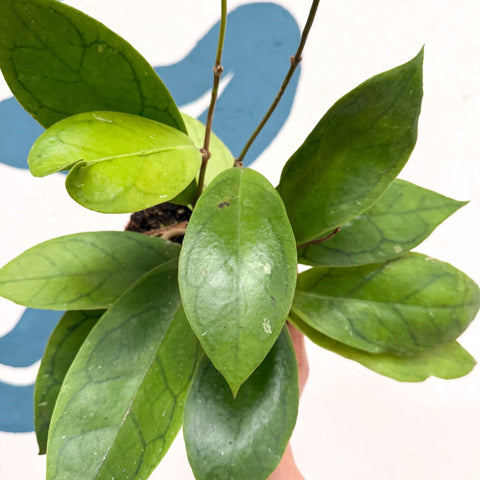Hoya callistophylla 'Tim' - Sprouts of Bristol