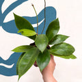 Hoya callistophylla 'Tim' - Sprouts of Bristol