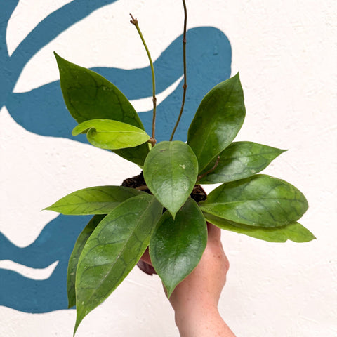 Hoya callistophylla 'Tim' - Sprouts of Bristol