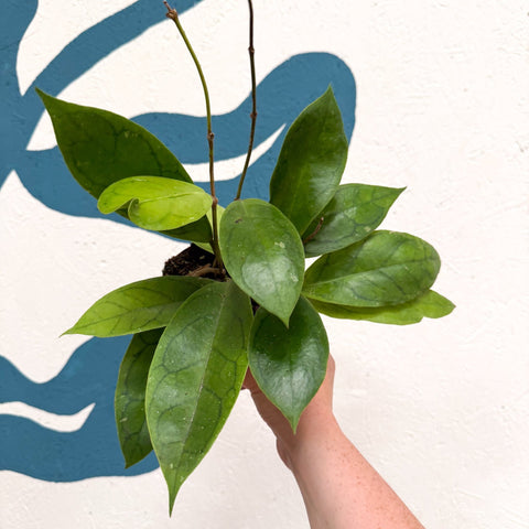 Hoya callistophylla 'Tim' - Sprouts of Bristol