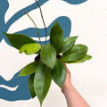 Hoya callistophylla 'Tim' - Sprouts of Bristol