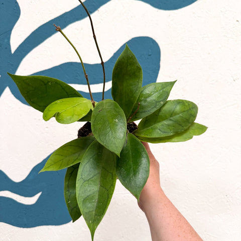 Hoya callistophylla 'Tim' - Sprouts of Bristol